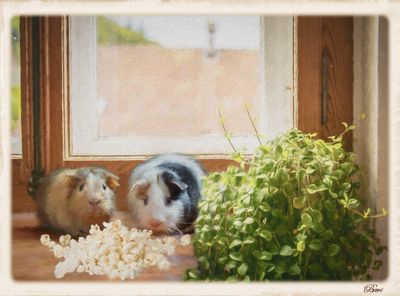 Snack Time