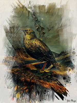Bird