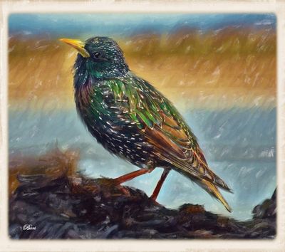 The Starling