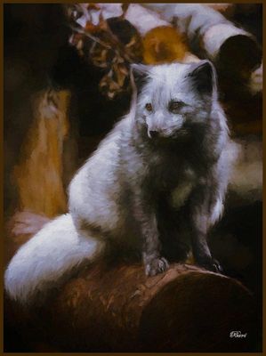 Silver Fox