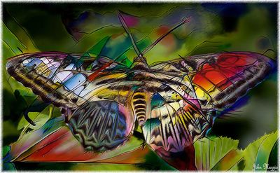 Butterfly
