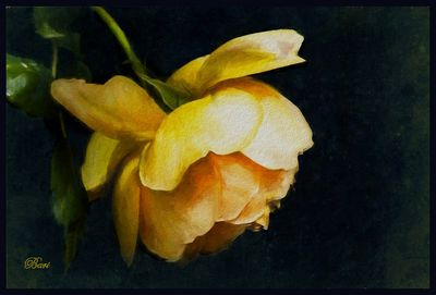 Evening Bloom