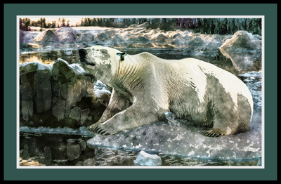 Polar bear lounging by an icy pool