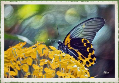 Swallowtail in the Garden