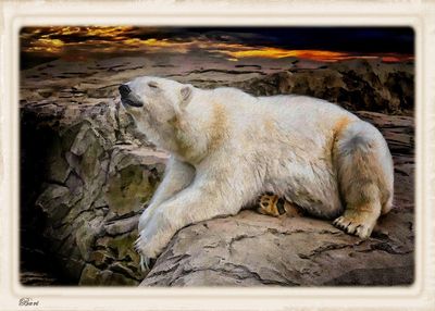 Polar Bear at  Sunset