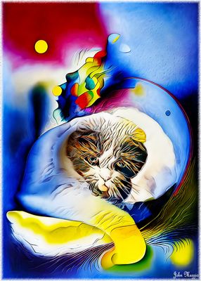 Kitty