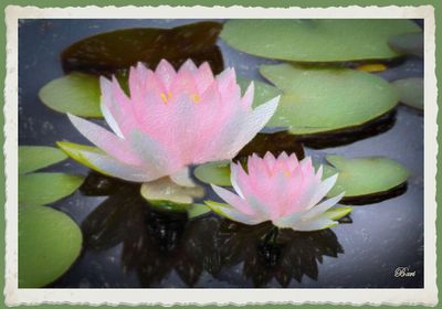 Water Lillies 