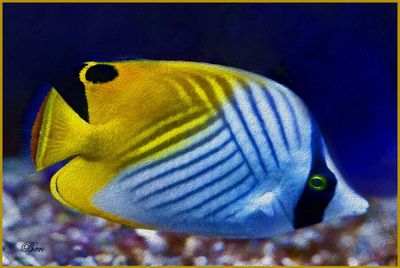 Pretty Fish