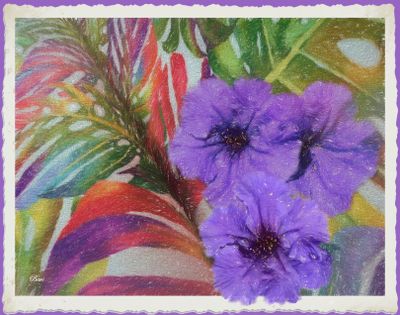 Enjoying Mexican Petunias