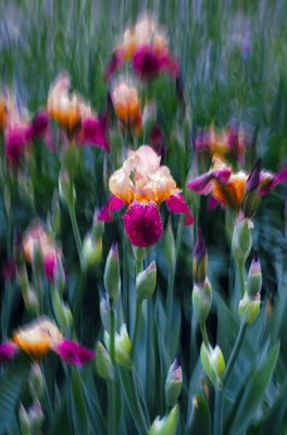 g13/96/129196/3/174763862.ef78c685.JPEG