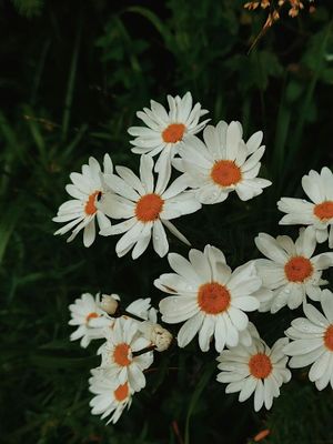 g13/96/129196/3/175015968.30074c46.JPEG