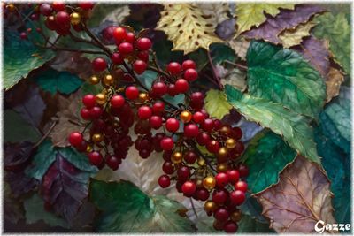 Berries