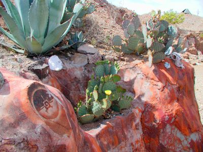 CACTUS 5.jpg