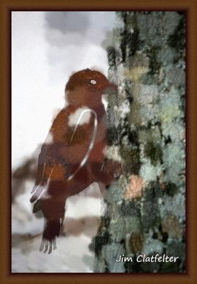 Woodpecker