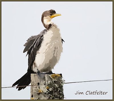 Bird on a Stump