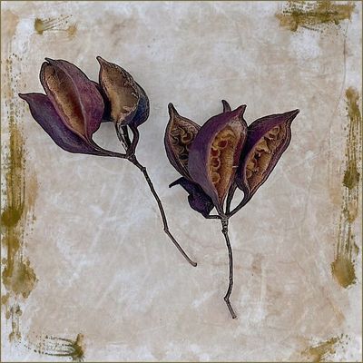 Seed Pods