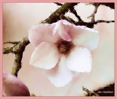 Chinese Magnolia