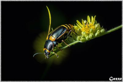 Beetle
