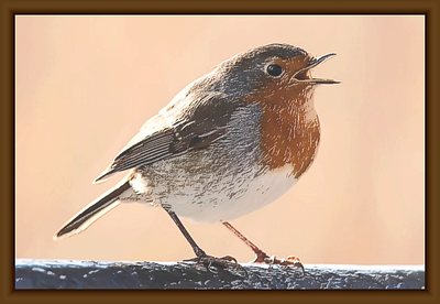 The Bird