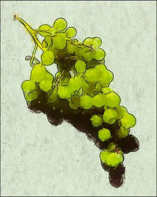 Grapes