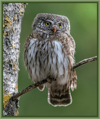 Owl