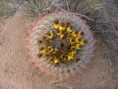 Desert 03 006.jpg
