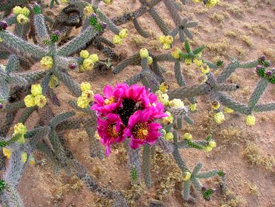 desert 079 (2).jpg