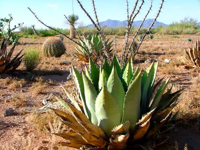 desert 102 (2).jpg