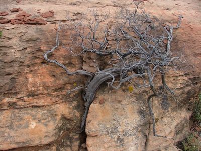 Sedona04 037.jpg