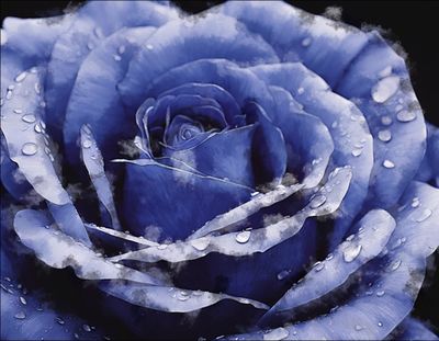 Blue Rose