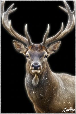Elk