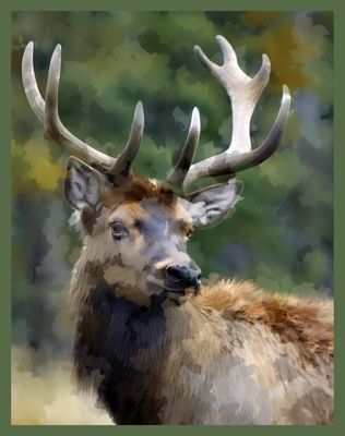 The Elk