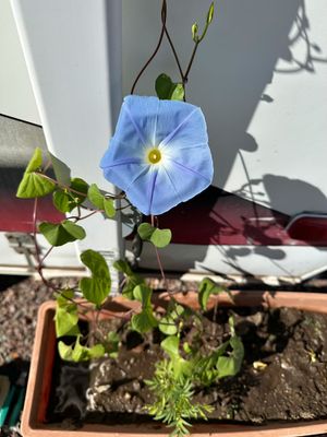 nutarchives_nov12_2025fay