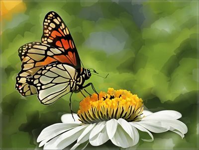 Daisy and Butterfly