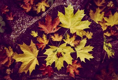 Nutcracker High Res Photos