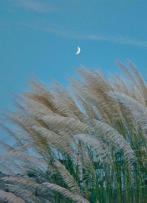 Nutcracker High Res Photos