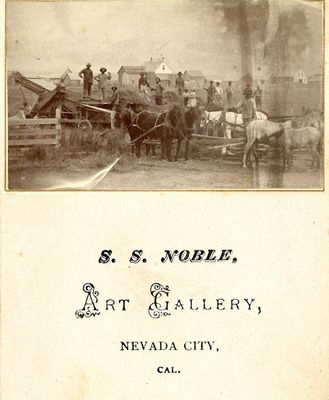 Nevada City Wheat farming combined.jpg