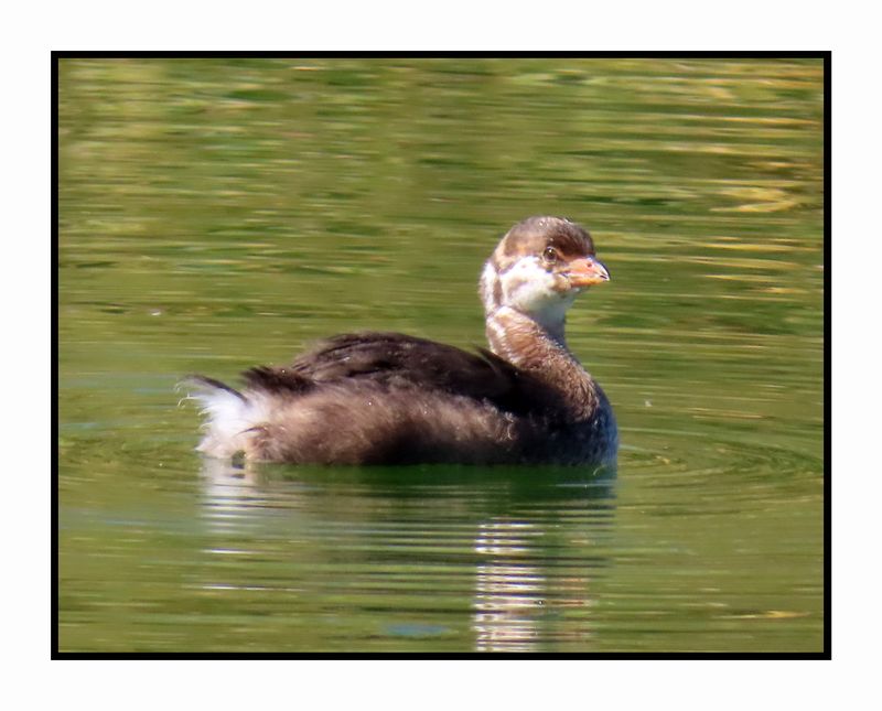 2022 10 31 1860 Pied-billed Grebe