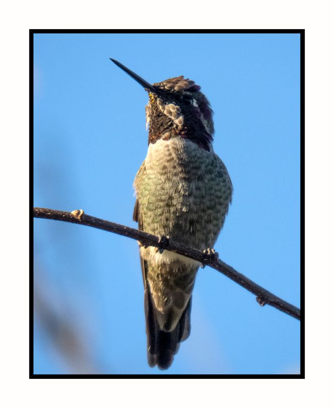 2022 10 31 1728 Annas Hummingbird