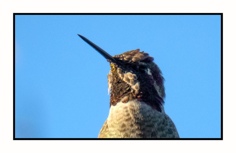2022 10 31 1728a Annas Hummingbird