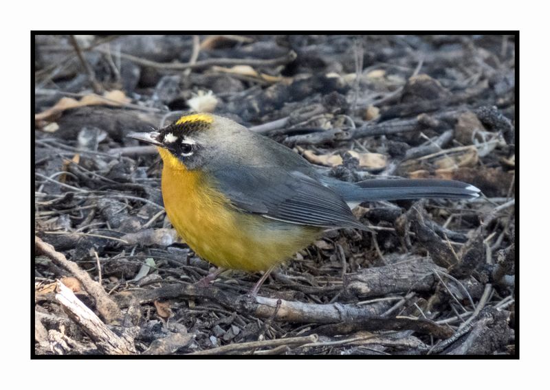 2022-11-14 1996 Fan-tailed Warbler