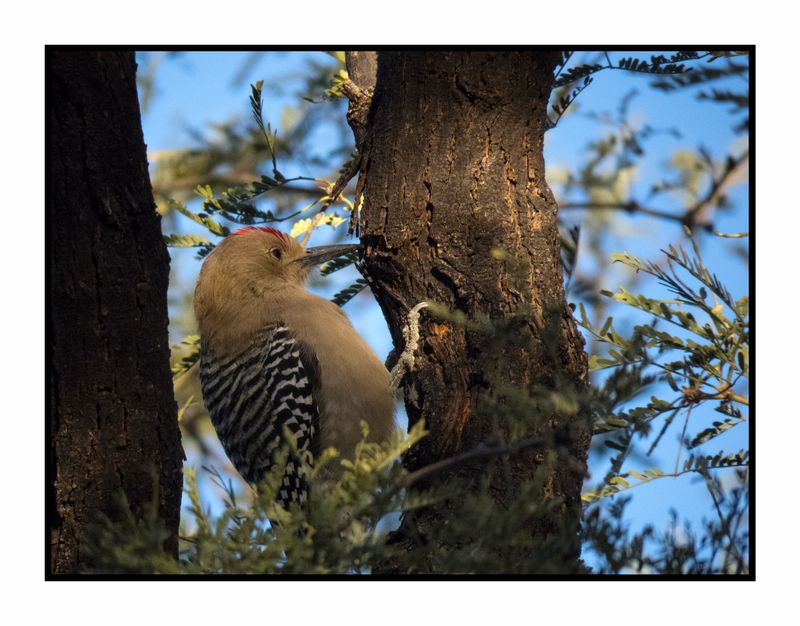 2022-11-23 2091 Gila Woodpecker