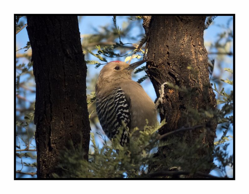 2022-11-23 2092 Gila Woodpecker