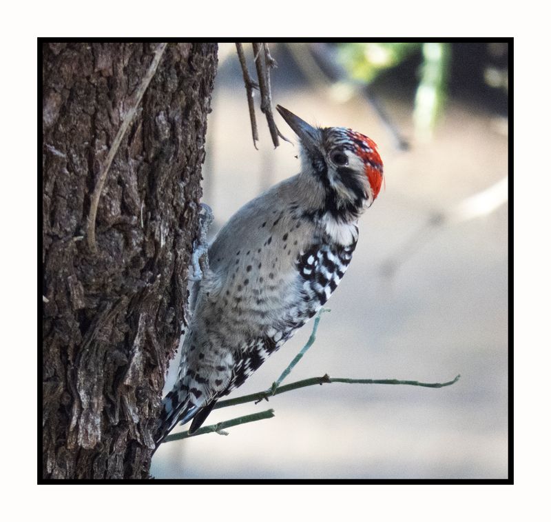 2022-11-23 2135 Ladder-backed Woodpecker
