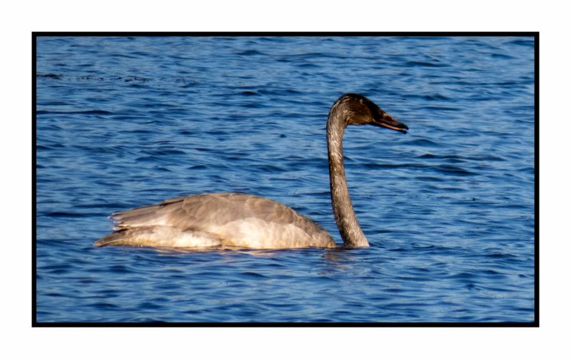2022-11-23 2162 Juvenile Trumpeter Swan mining the mud bottom