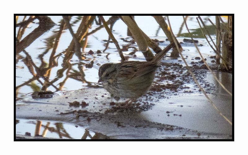 2022-11-23 2218 Swamp Sparrow