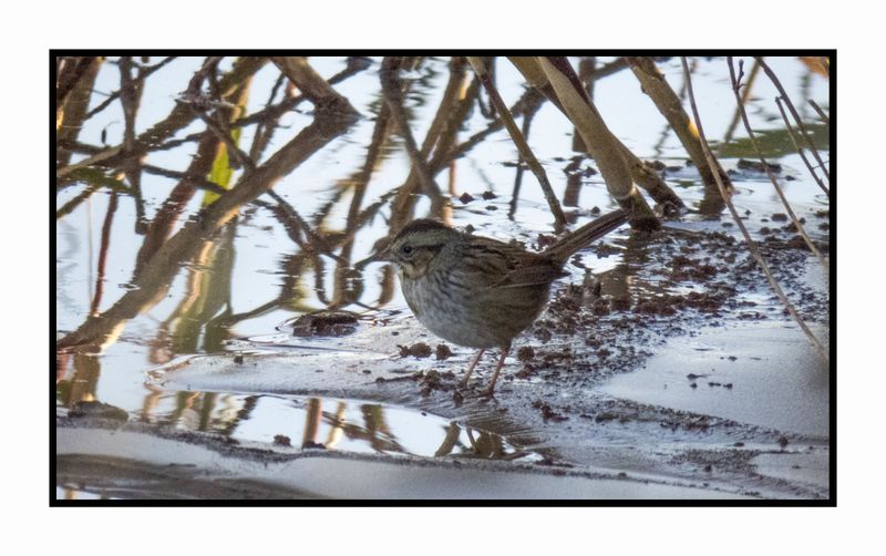 2022-11-23 2220 Swamp Sparrow