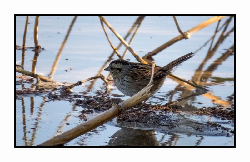 2022-11-23 2236 Swamp Sparrow
