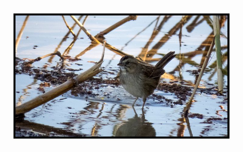 2022-11-23 2243 Swamp Sparrow