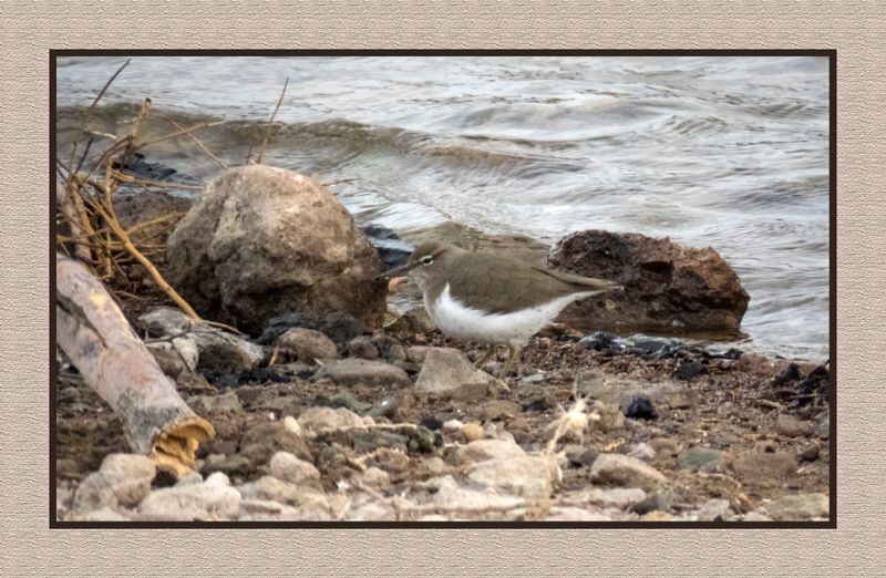 2022-12-03 2517 Spotted Sandpiper